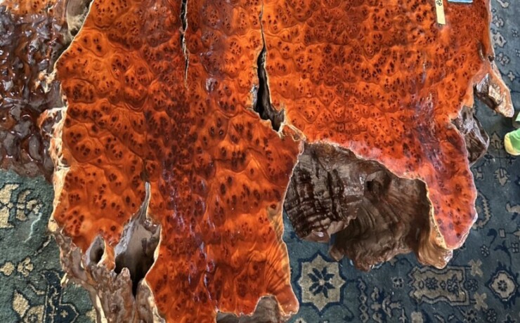 ＃TK-310　セコイア杉　瘤　オブジェ