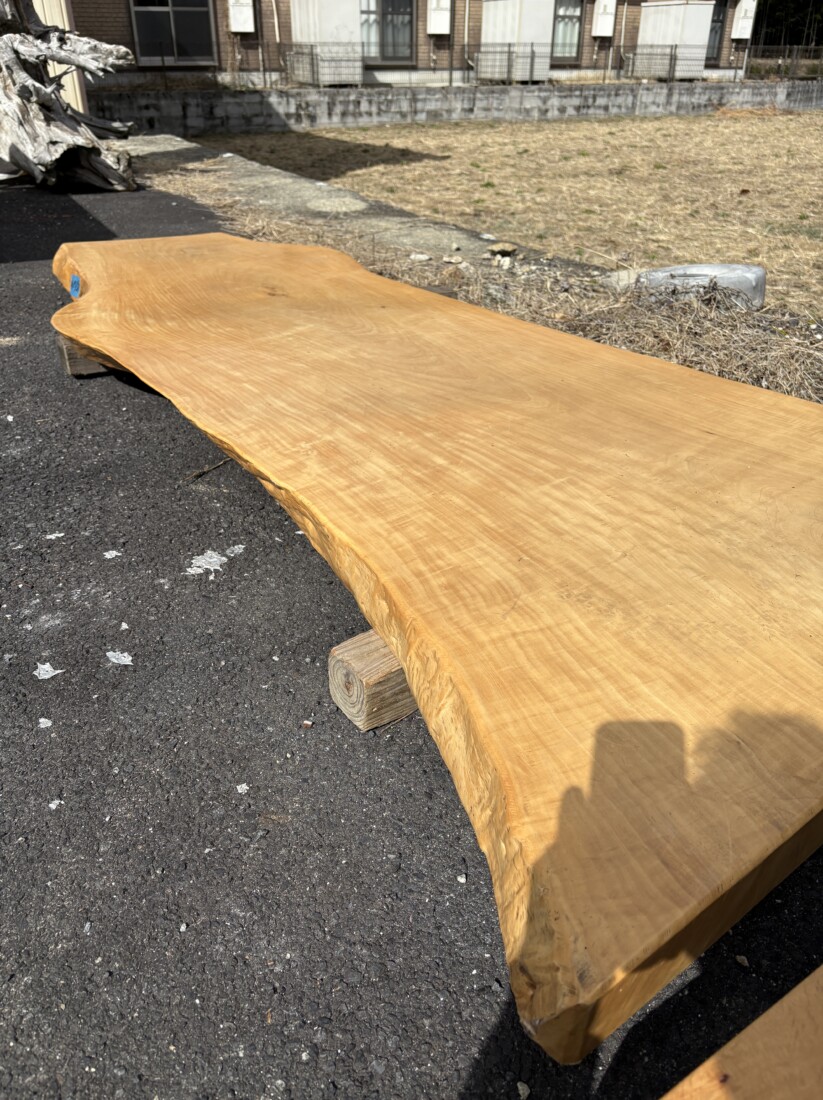 ＃1739　トチ　栃