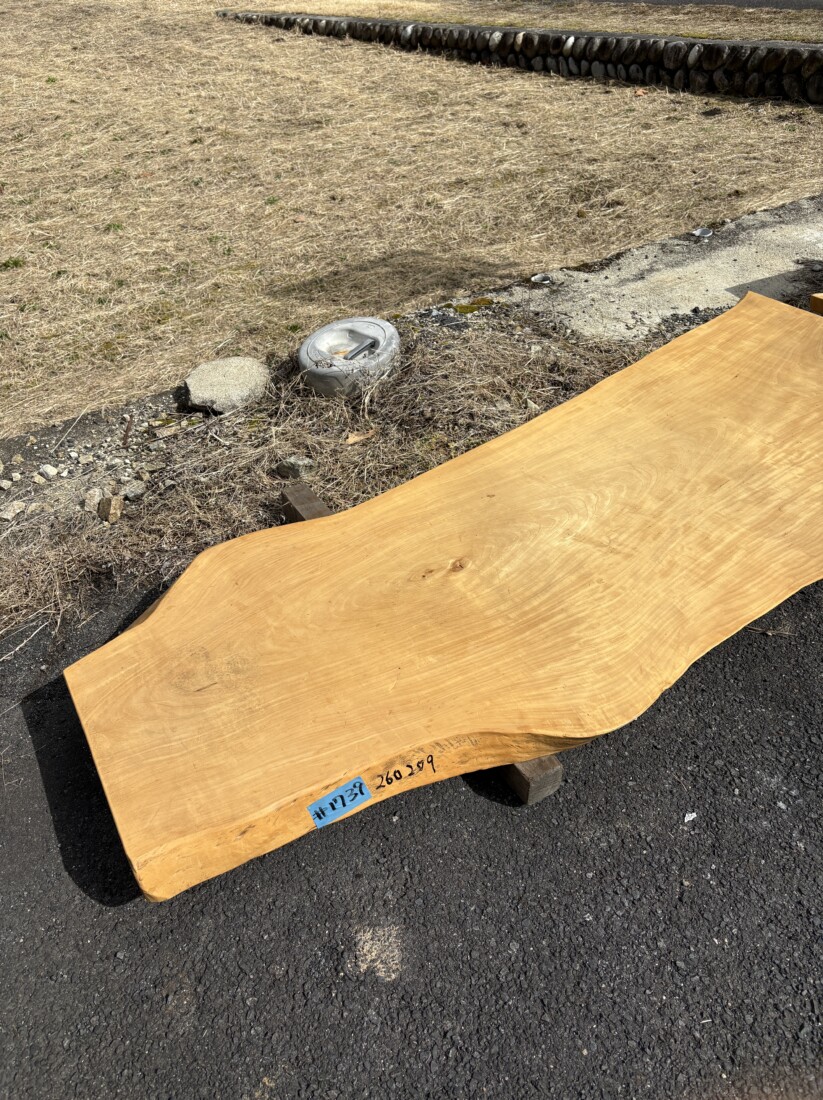 ＃1739　トチ　栃