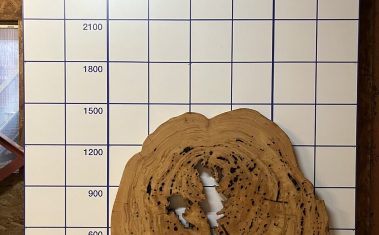 ＃988 rewood プレミアム 屋久杉 輪切り 空洞木