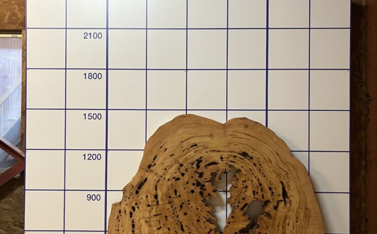 ＃988 rewood プレミアム 屋久杉 輪切り 空洞木