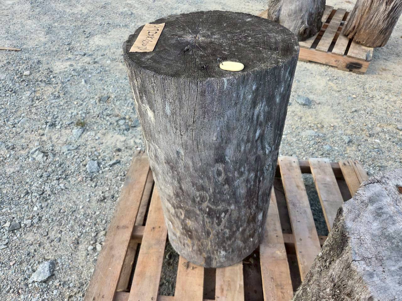 Vintage Teak ヴィンテージ  チーク材 「1000年チーク」　＃004　穴無しチーク切り株