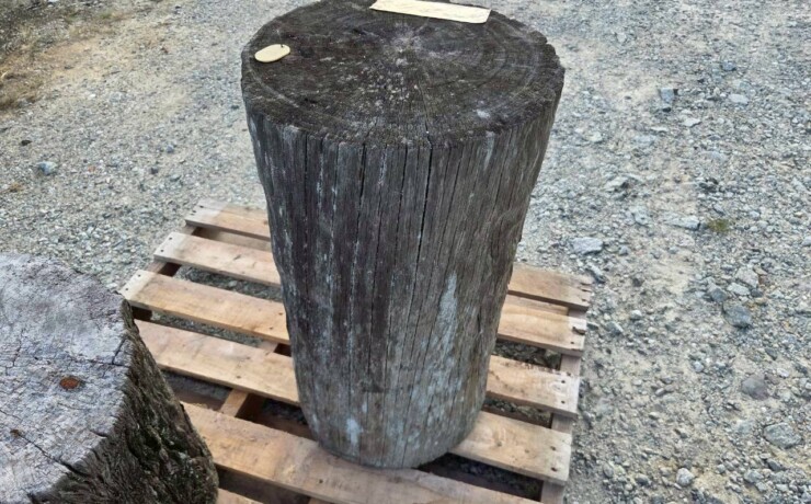 Vintage Teak ヴィンテージ  チーク材 「1000年チーク」　＃004　穴無しチーク切り株