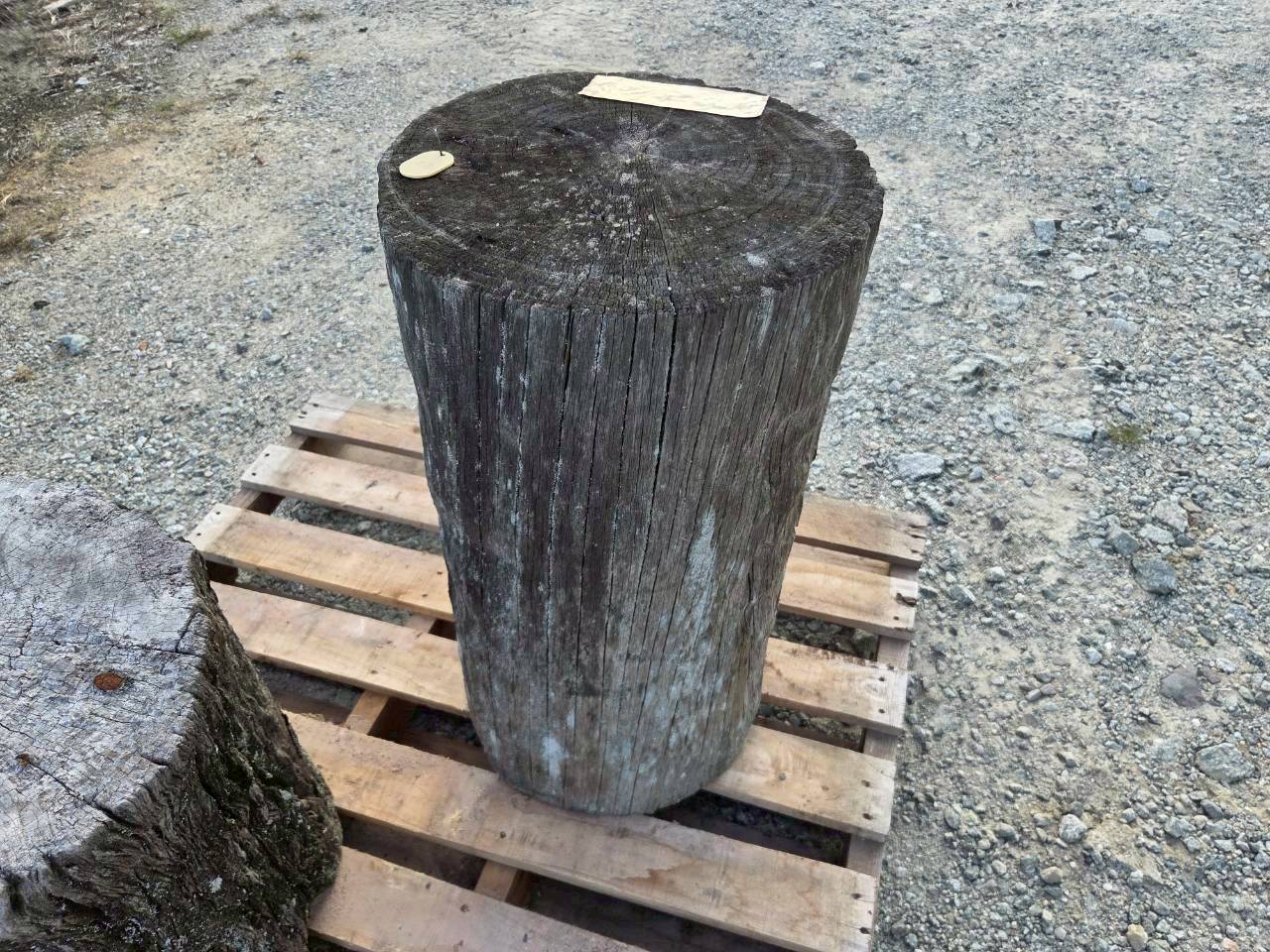 Vintage Teak ヴィンテージ  チーク材 「1000年チーク」　＃004　穴無しチーク切り株