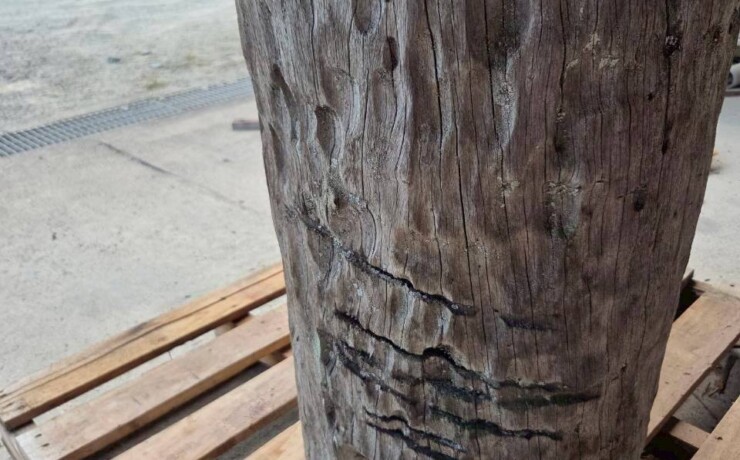 Vintage Teak ヴィンテージ  チーク材 「1000年チーク」　＃004　穴無しチーク切り株