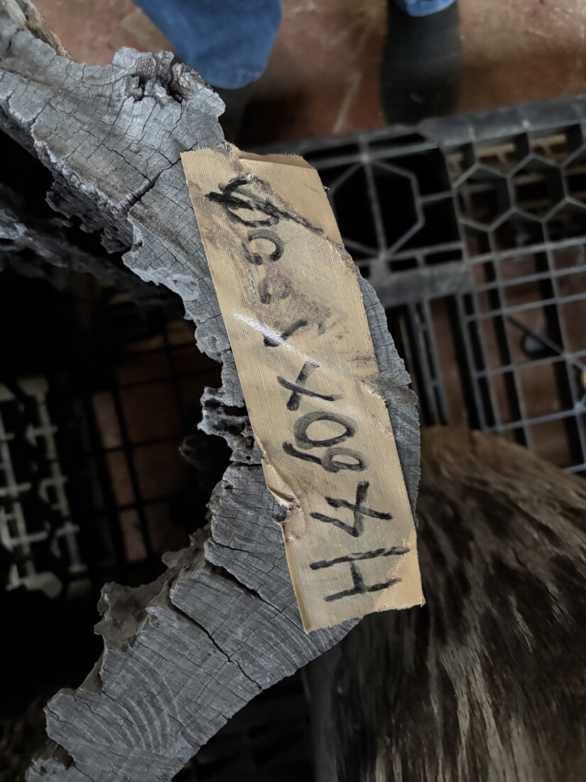 Vintage Teak ヴィンテージ  チーク材 「1000年チーク」　＃007　穴空きコブありチーク切り株