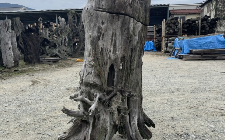 Vintage Teak ヴィンテージ  チーク材 「1000年チーク」　＃001 木の根