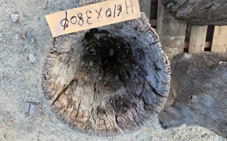 Vintage Teak ヴィンテージ  チーク材 「1000年チーク」　＃008　穴空きコブありチーク切り株