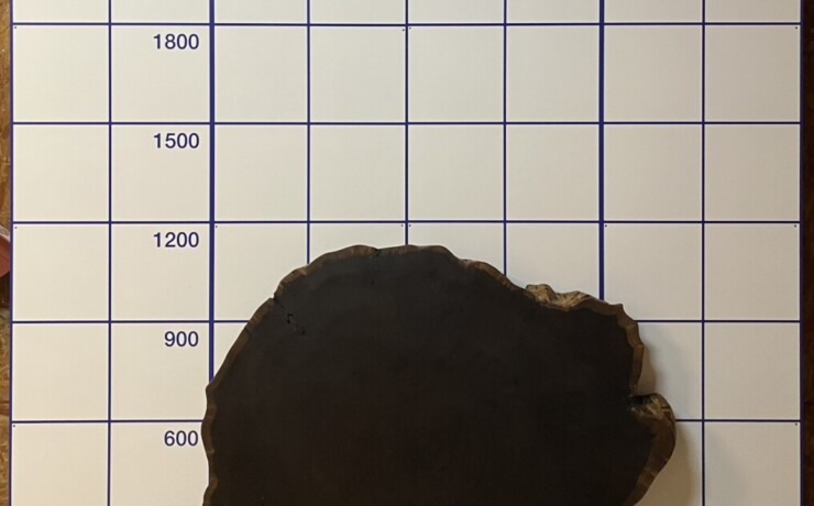 ＃1061　タガヤサン　輪切