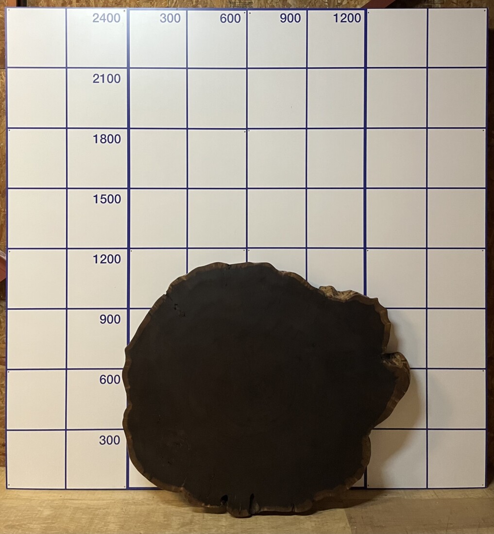 ＃1061　タガヤサン　輪切