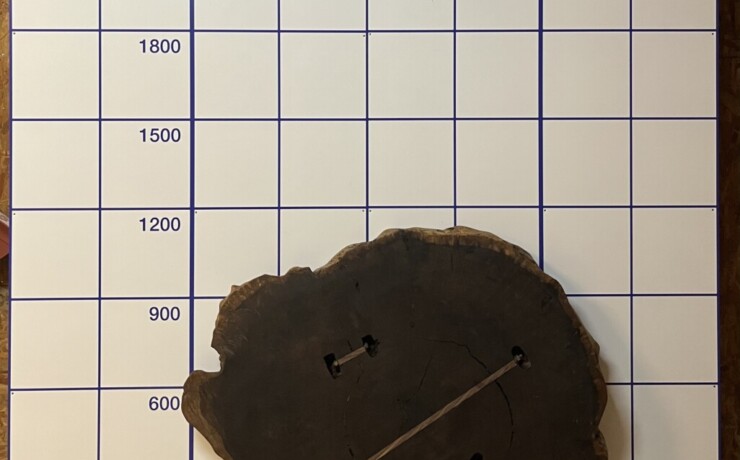 ＃1061　タガヤサン　輪切